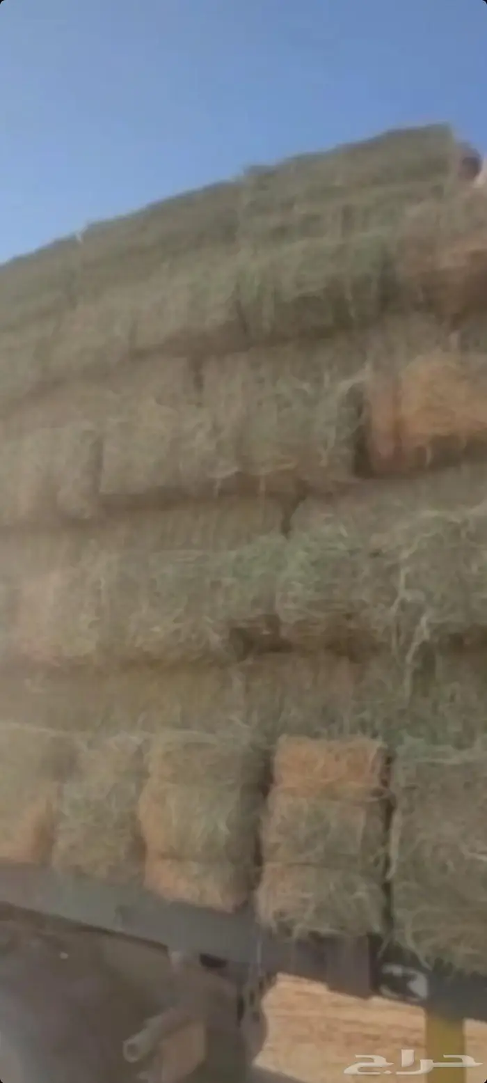 اللبيع. برسيم. صافي.كوم. حصاد. قبل. شهرين. مشرع نظيف 0