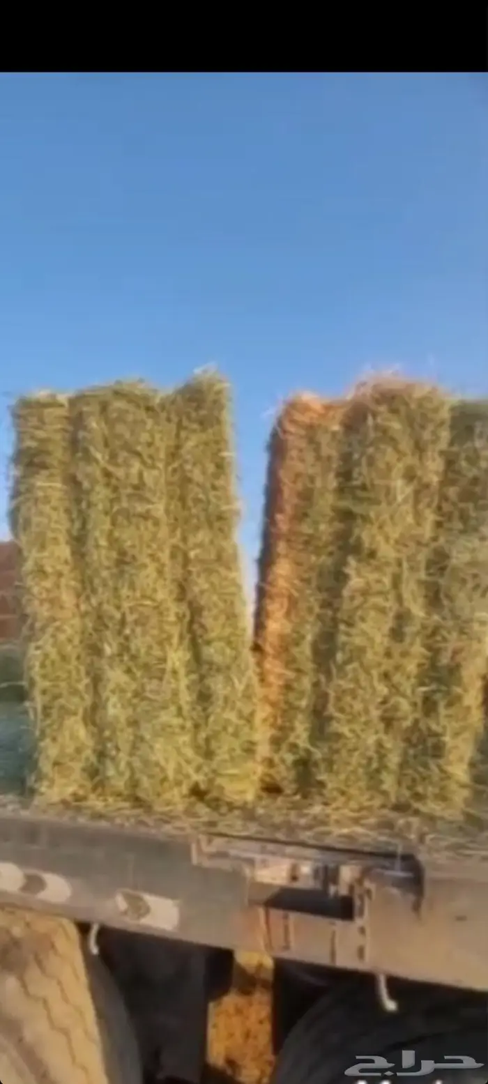 اللبيع. برسيم. صافي.كوم. حصاد. قبل. شهرين. مشرع نظيف 1