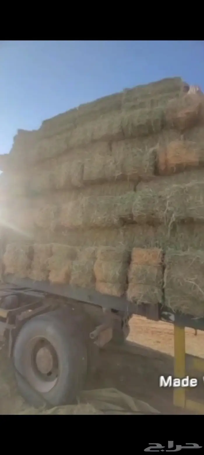 اللبيع. برسيم. صافي.كوم. حصاد. قبل. شهرين. مشرع نظيف 2