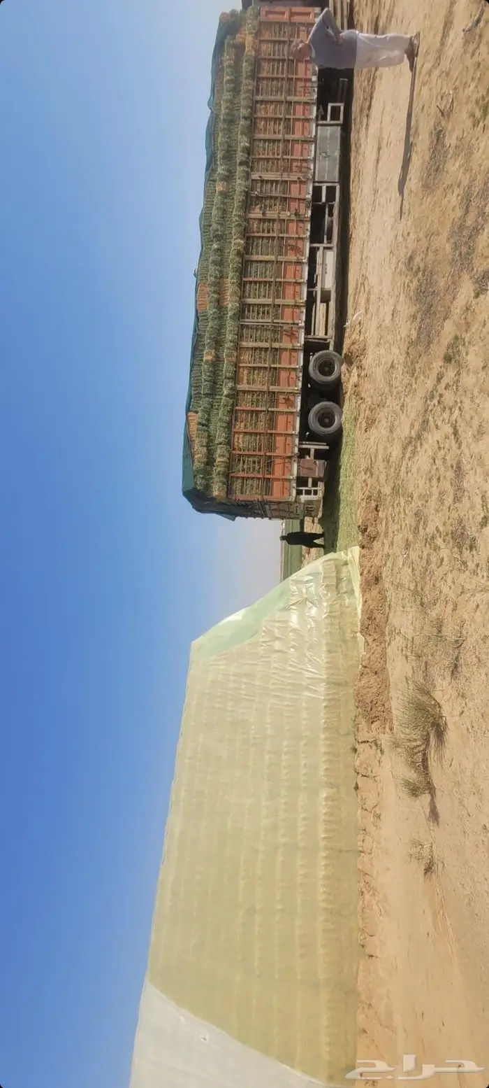 اللبيع. برسيم. صافي.كوم. حصاد. قبل. شهرين. مشرع نظيف 3