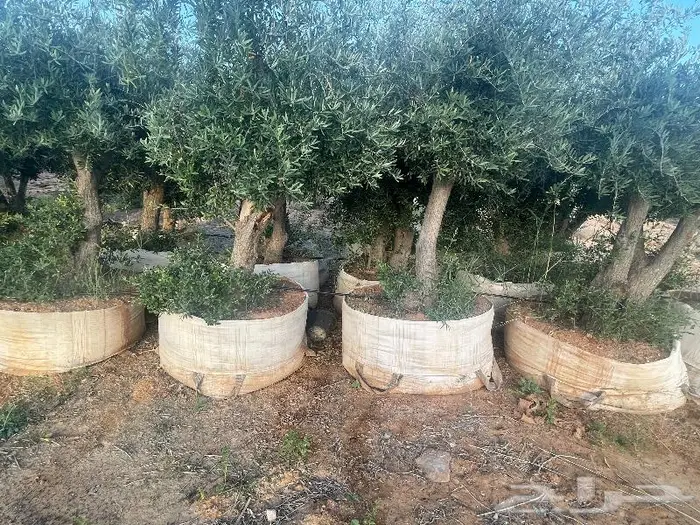 اشجار زيتون معمره وجميع مقاسات 14