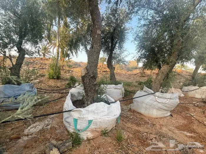 اشجار زيتون معمره وجميع مقاسات 15