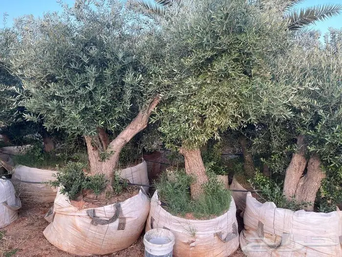 اشجار زيتون معمره وجميع مقاسات 10