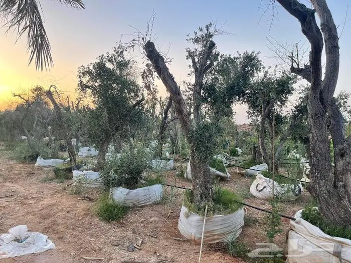 اشجار زيتون معمره وجميع مقاسات 11