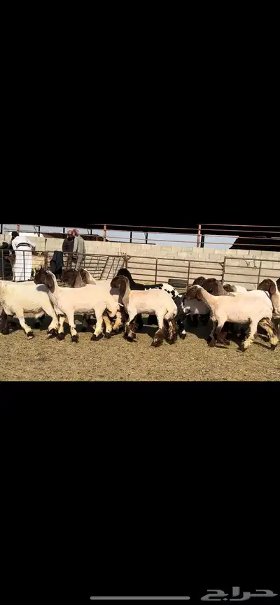 جذعات مقنوي فاخرة للبيع 7
