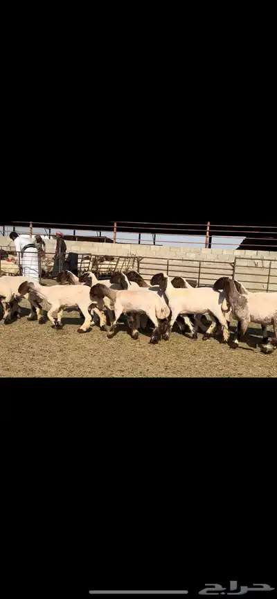 جذعات مقنوي فاخرة للبيع 2