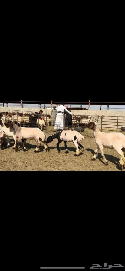 جذعات مقنوي فاخرة للبيع 5