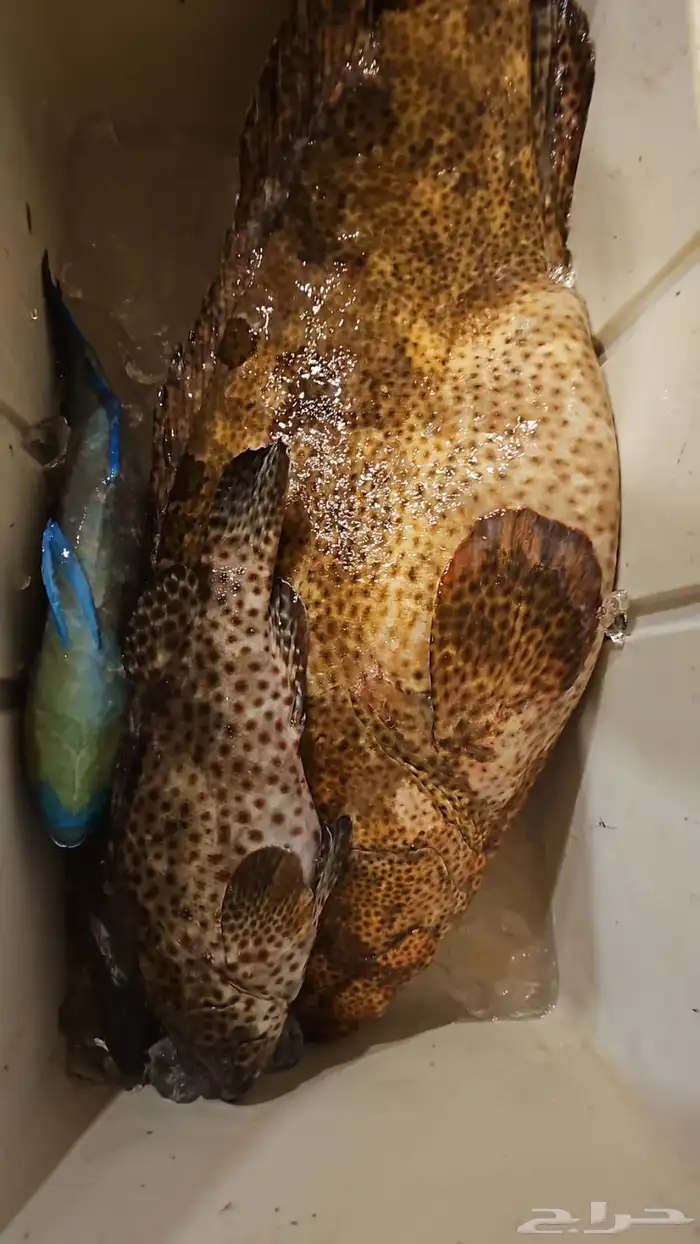 سمك طازج يومي 7