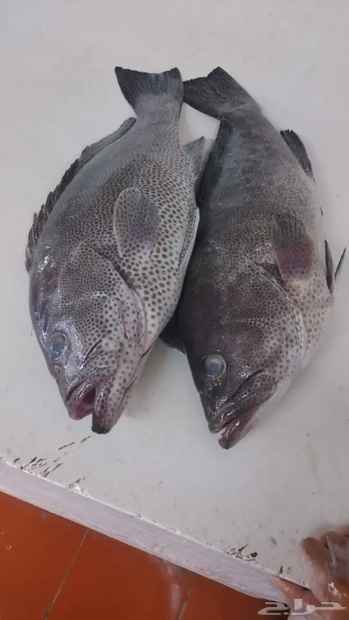 سمك طازج يومي 25