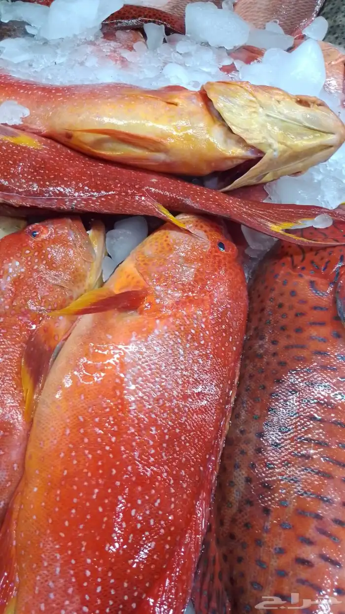 سمك طازج يومي 24