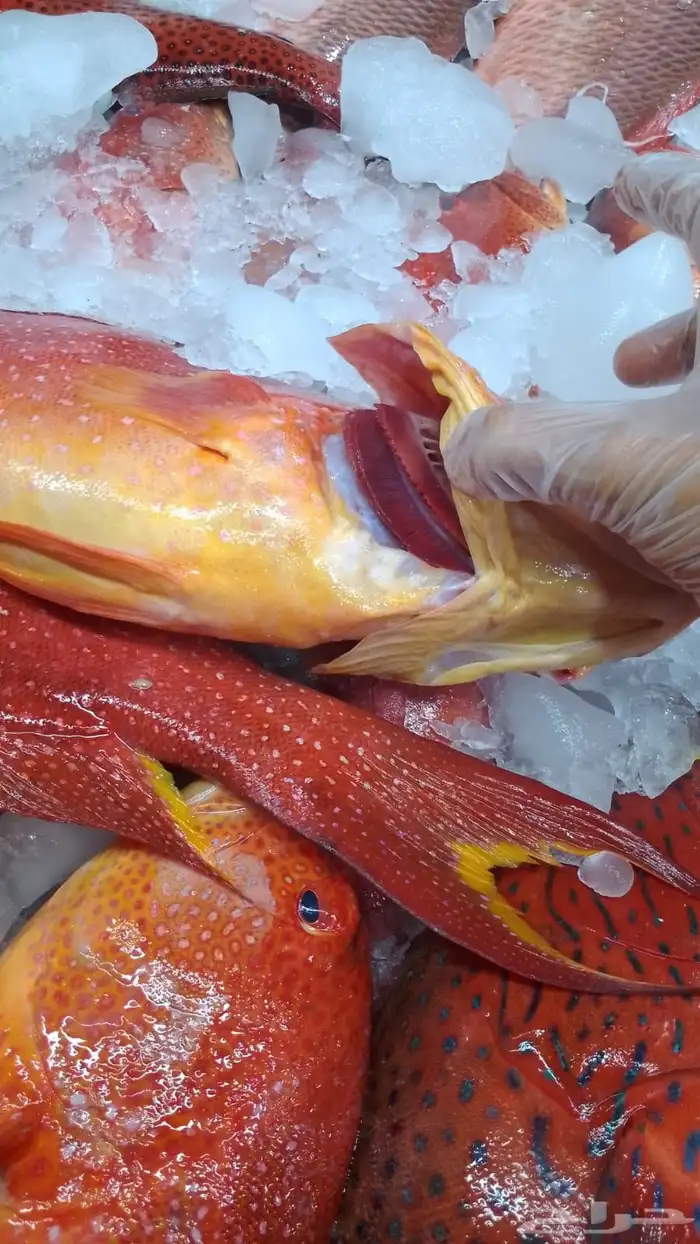 سمك طازج يومي 23