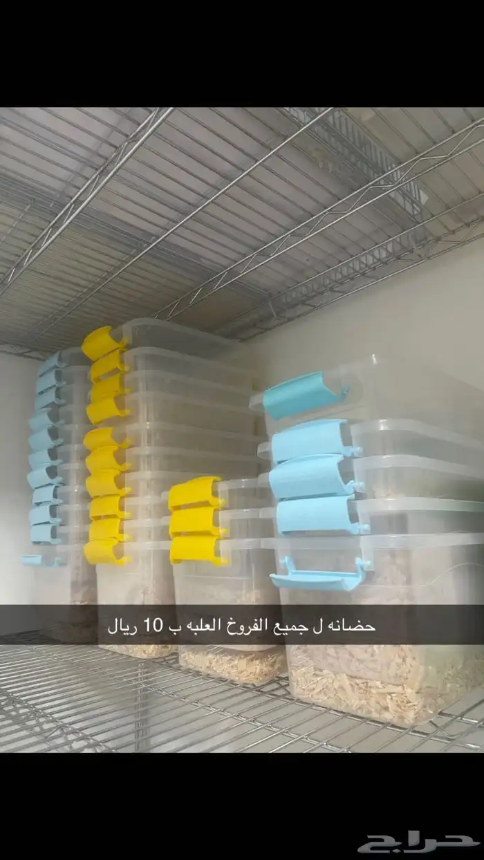 حضانه فروخ 2