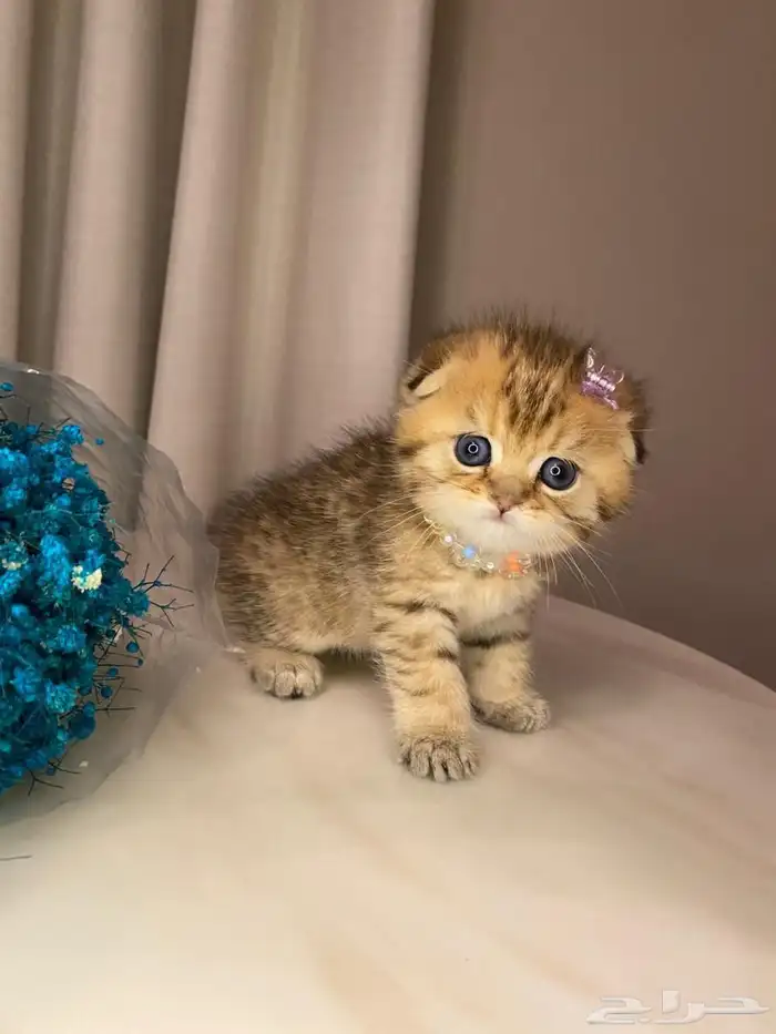 قطط سكوتش وبيرشن للبيع 0