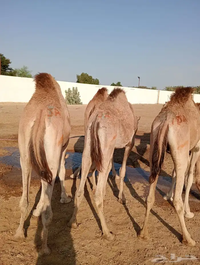 قعود 4