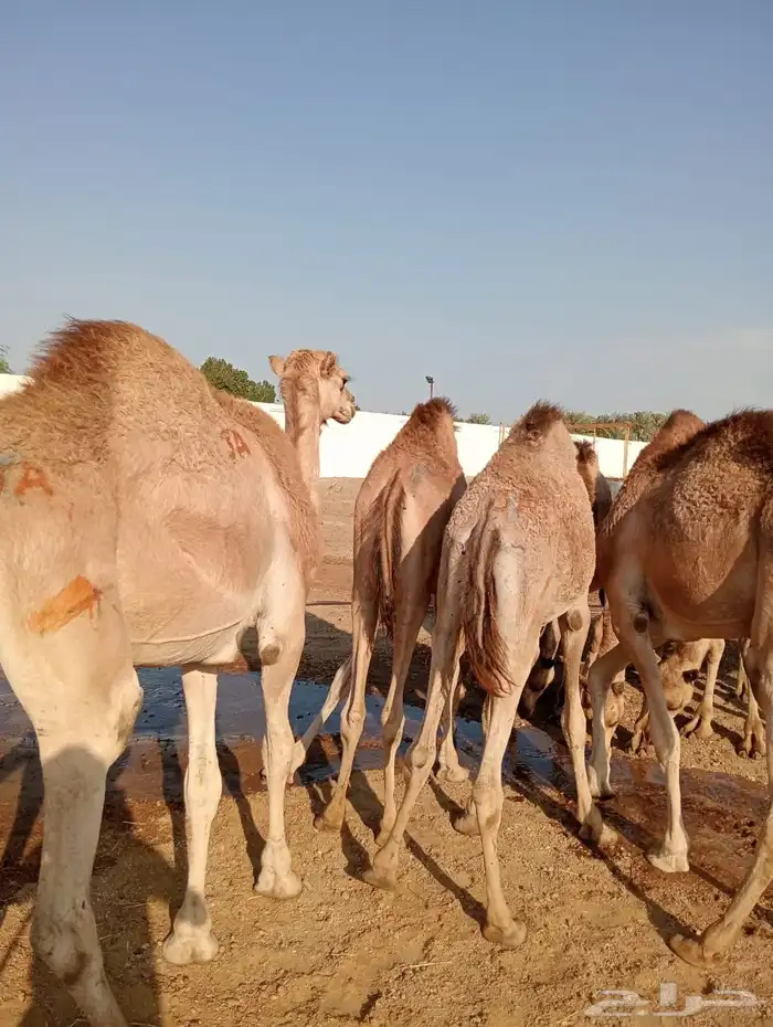 قعود 2