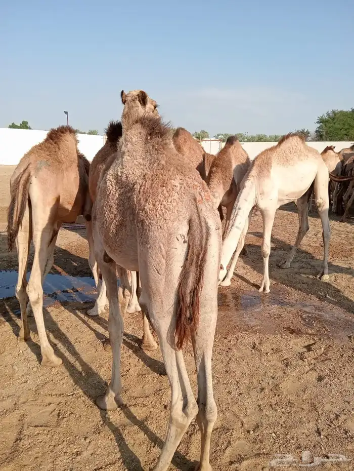 قعود 0