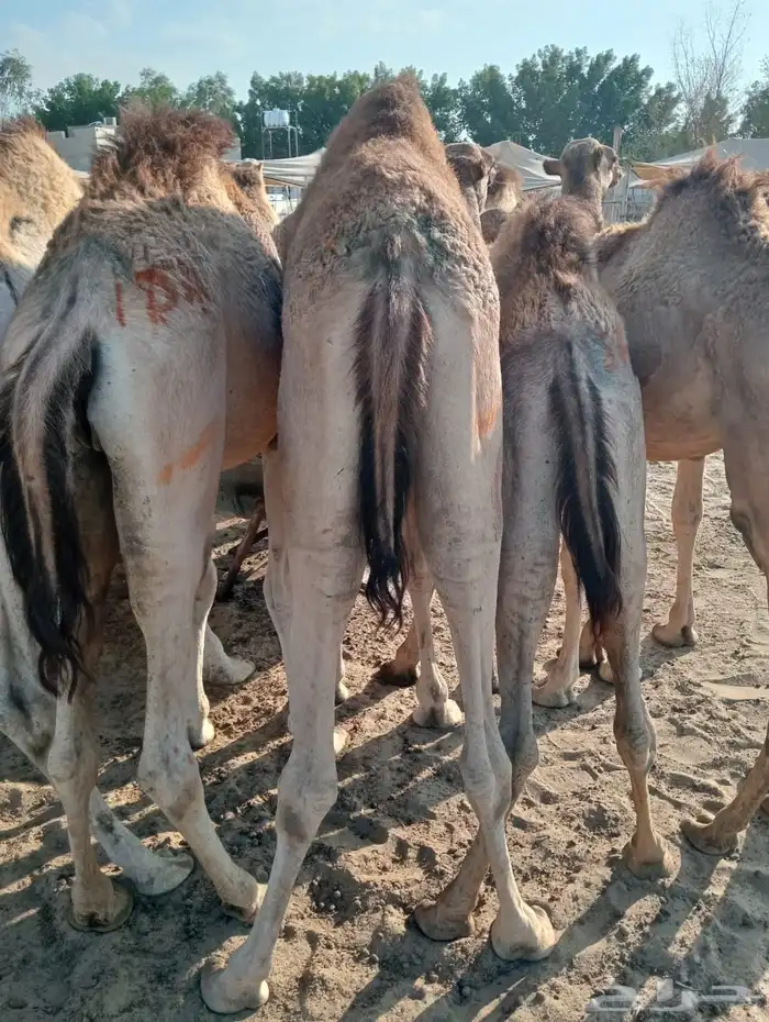 قعود 3