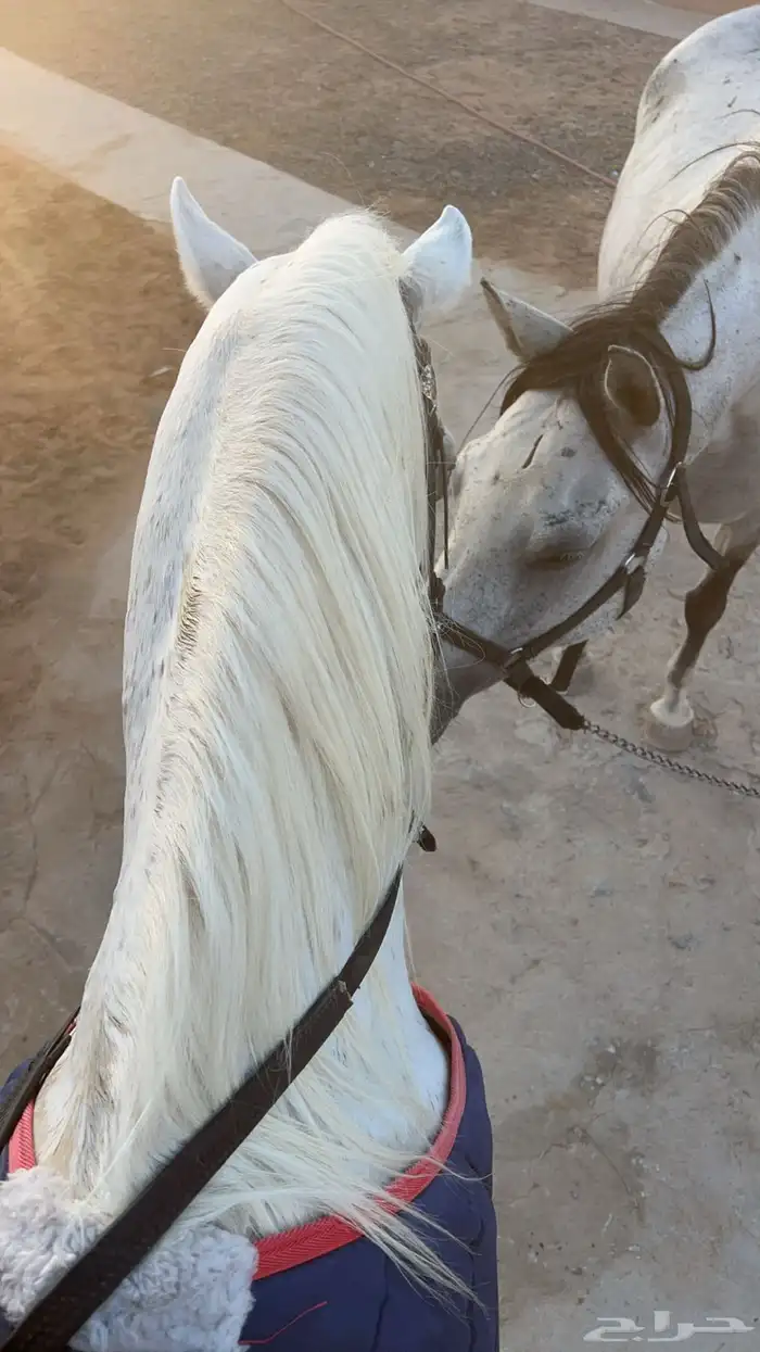 اسطبل ومربط نور الظبي ) تعليم ركوب الخيل وركوب مميز 2