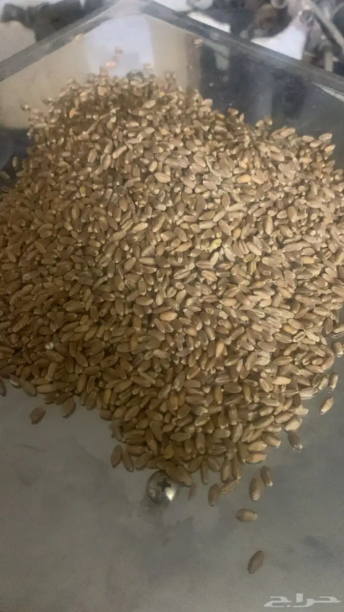 قمح للبيع ( حنطة بلدي ) 0