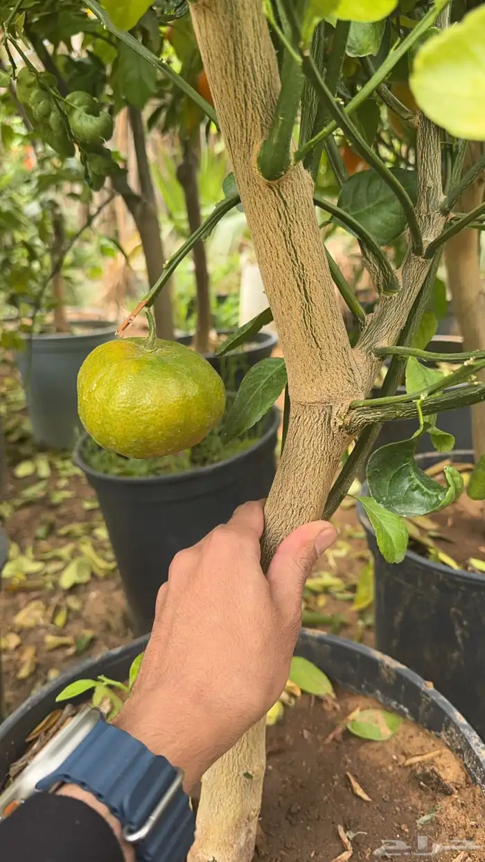 شتلات ترنج كمكوات برتقال يوسفي منتج الرياض توصيل مجاني 18