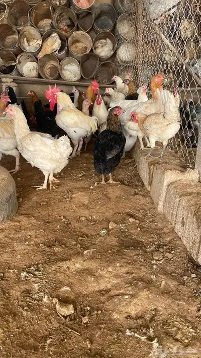 دجاج مشكل فيومي وهجين تركي 2