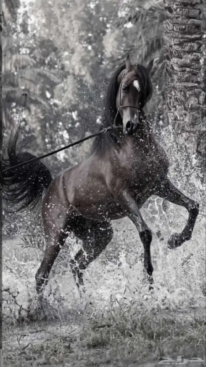 اسطبل ومربط نور الظبي ) تعليم ركوب الخيل وركوب مميز 3