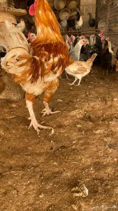 دجاج مشكل فيومي وهجين تركي 3