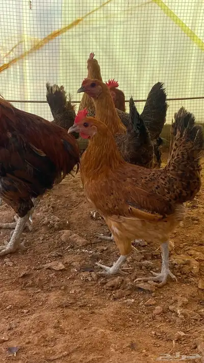 دجاج مشكل فيومي وهجين تركي 1