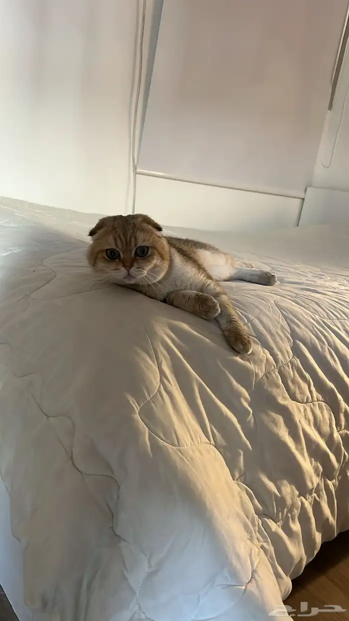 سكوتش تربل فولد مون فيس بيور للتزاوج 3