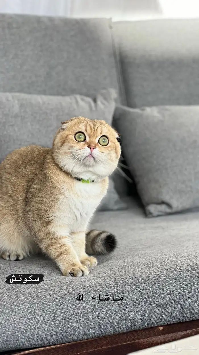 سكوتش تربل فولد مون فيس بيور للتزاوج 2