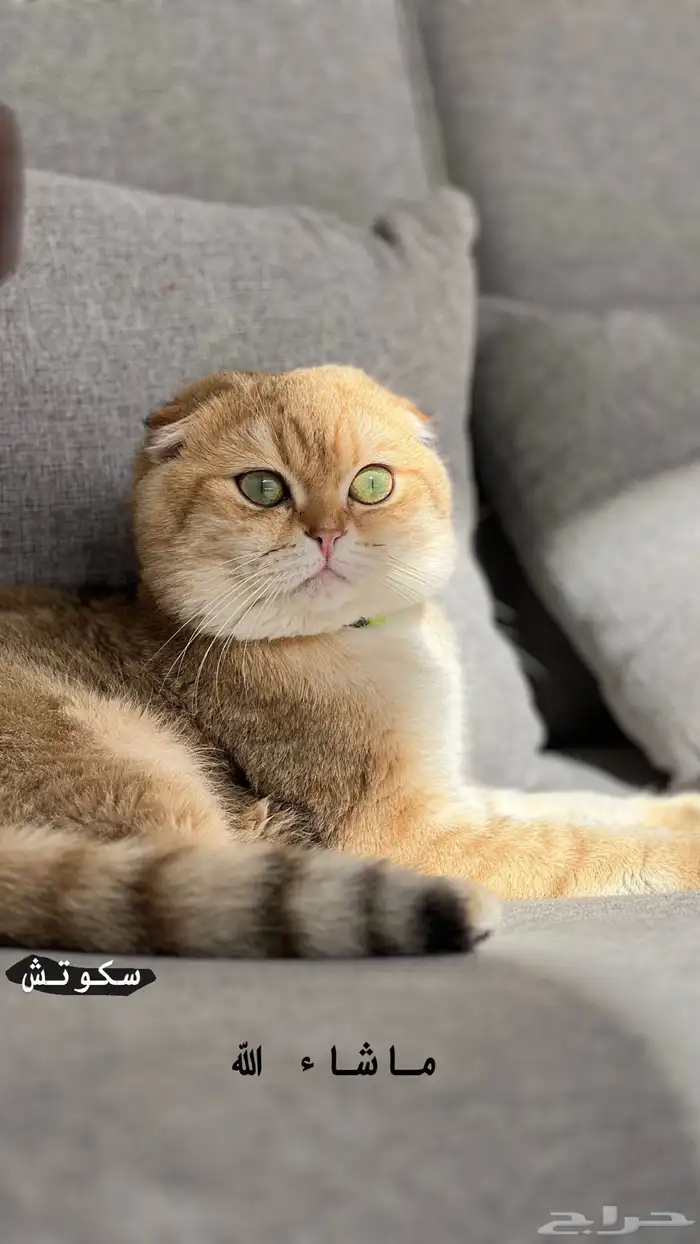 سكوتش تربل فولد مون فيس بيور للتزاوج 1