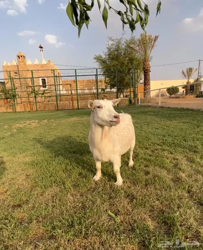 معزاء اقزم ماعز قزم القزمية انثى 5
