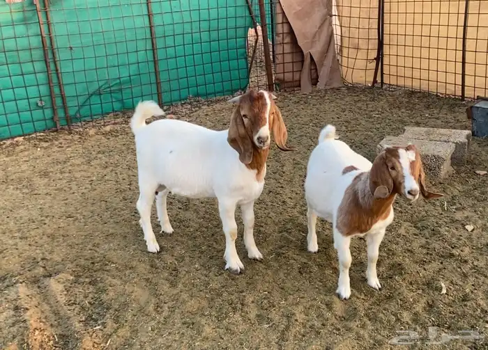 جفره وتيس بورقوت ( بيور اصل ) 0