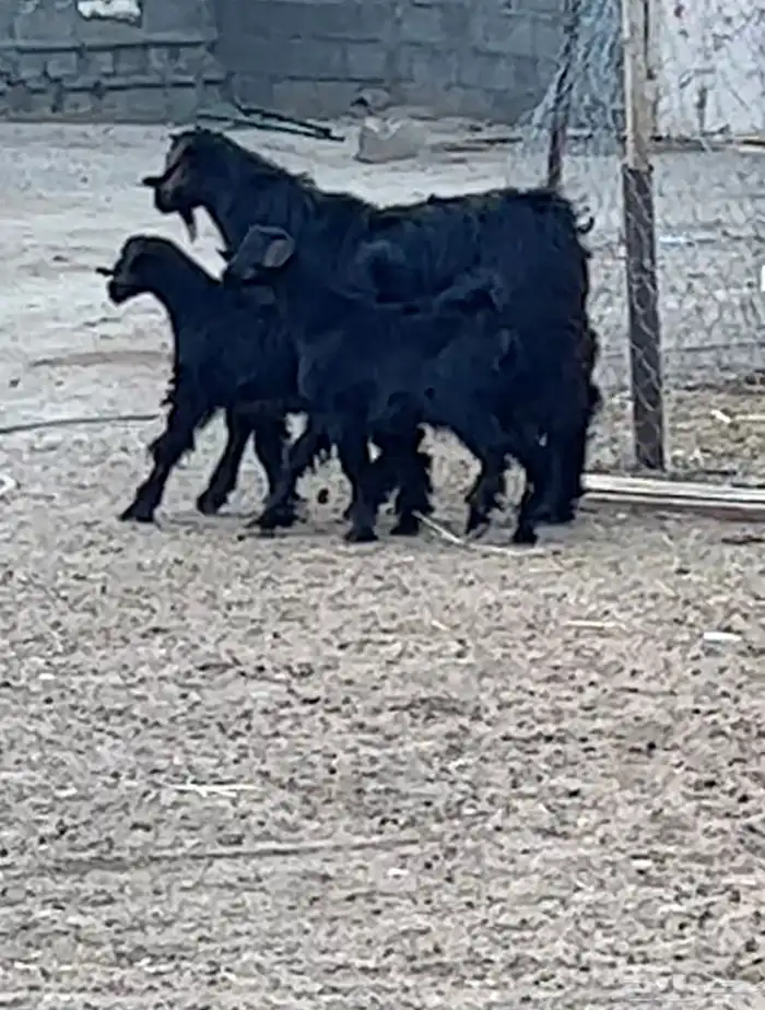 خرفان بلديه صفر نجران وتيوس بلديه دغس 48