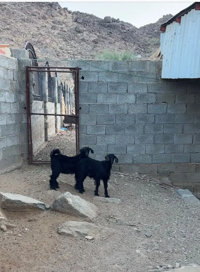 خرفان بلديه صفر نجران وتيوس بلديه دغس 49