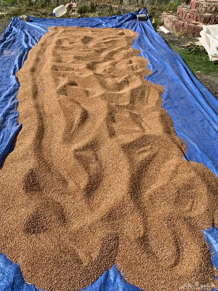 قمح للبيع ( حنطة بلدي ) 1