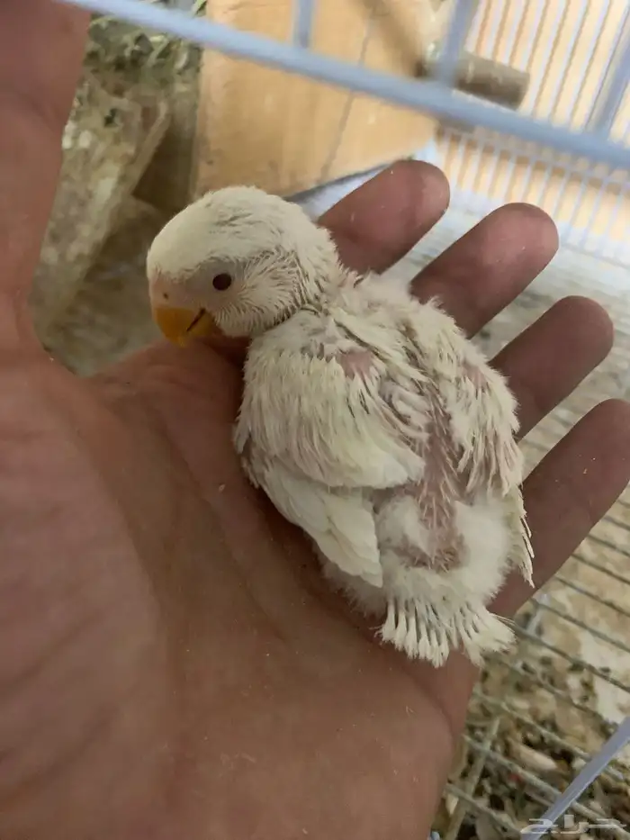زوج روز شرط 4
