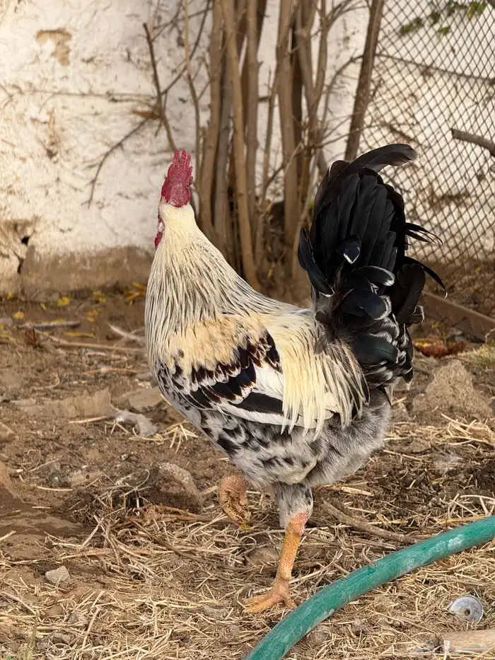 ديك بلدي ضرب اذان شرط على السوم الموقع سراه عبيدة 1