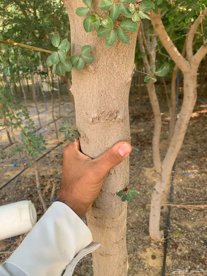 أشجار سدر بلدي 2 -3 بوصه 3