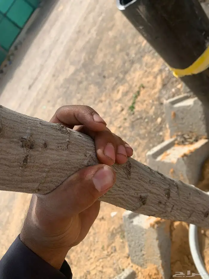 أشجار سدر بلدي 2 -3 بوصه 4