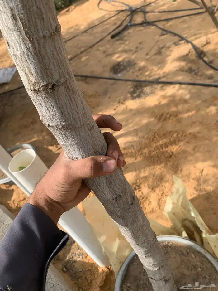 أشجار سدر بلدي 2 -3 بوصه 5