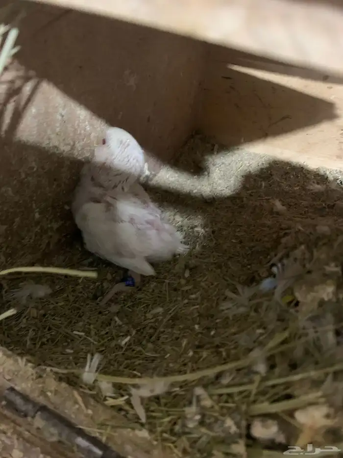 زوج روز شرط 3