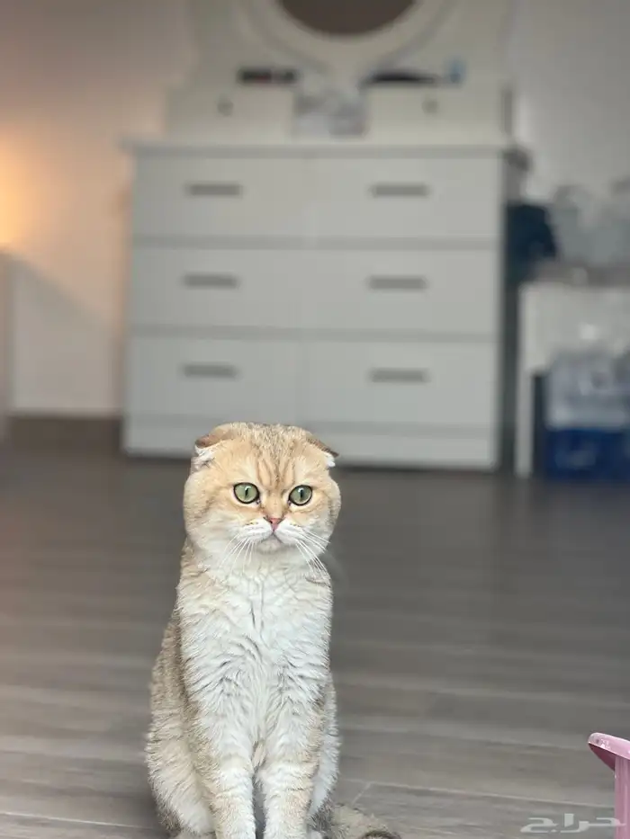 سكوتش تربل فولد مون فيس بيور للتزاوج 0