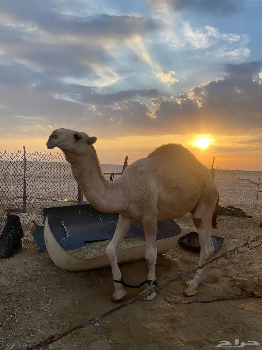 قعود ولد الهدب الهرش طيب طيب بالحيل مستقبل طيب 8