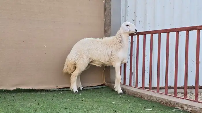 للبيع رخل حريه صنف ((تم البيع )) 0