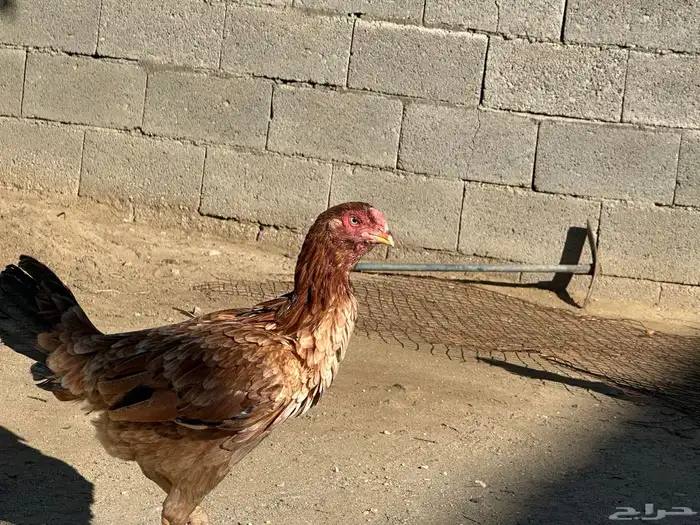 دجاجه سندي 1