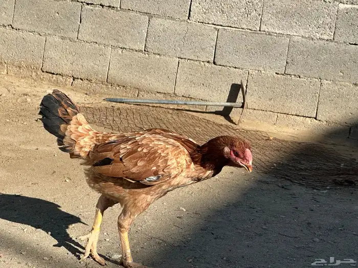 دجاجه سندي 2