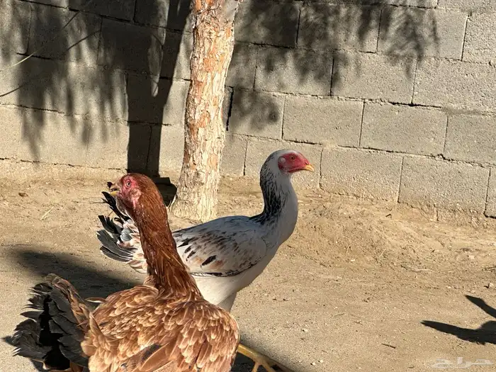 دجاجه سندي 0