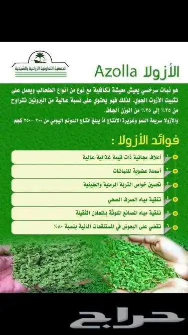 علف ازولا شبه مجاني للحلال الأغنام والطيور والسمك والدواجن 2