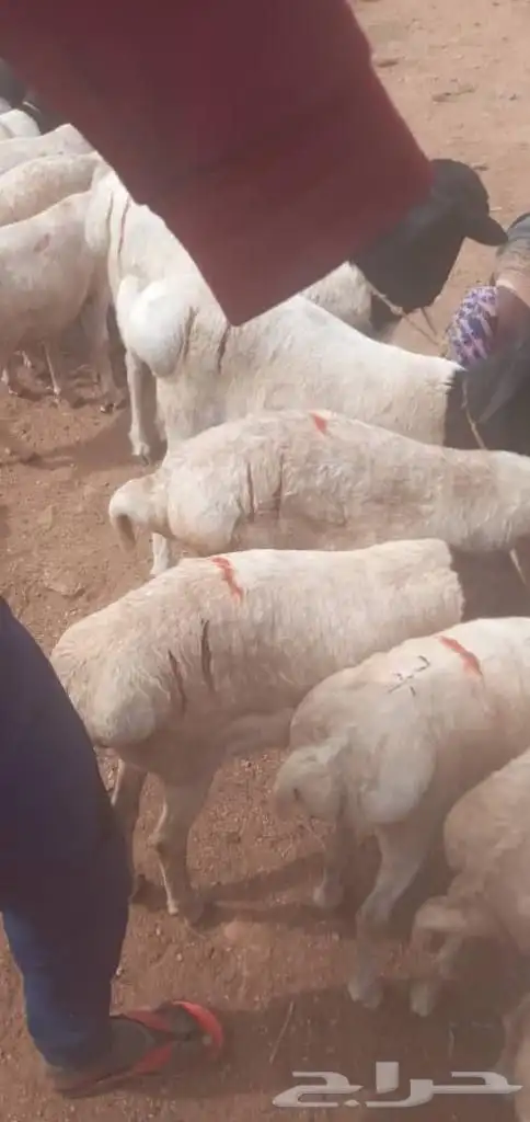 طليان بربري مربى شحم ولحم 0